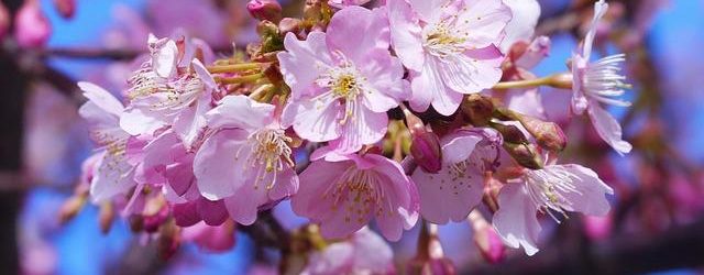 Lamborghini Miura: la prima supercar moderna