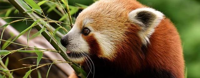 Fiat Panda 4×4: piccola ma inarrestabile